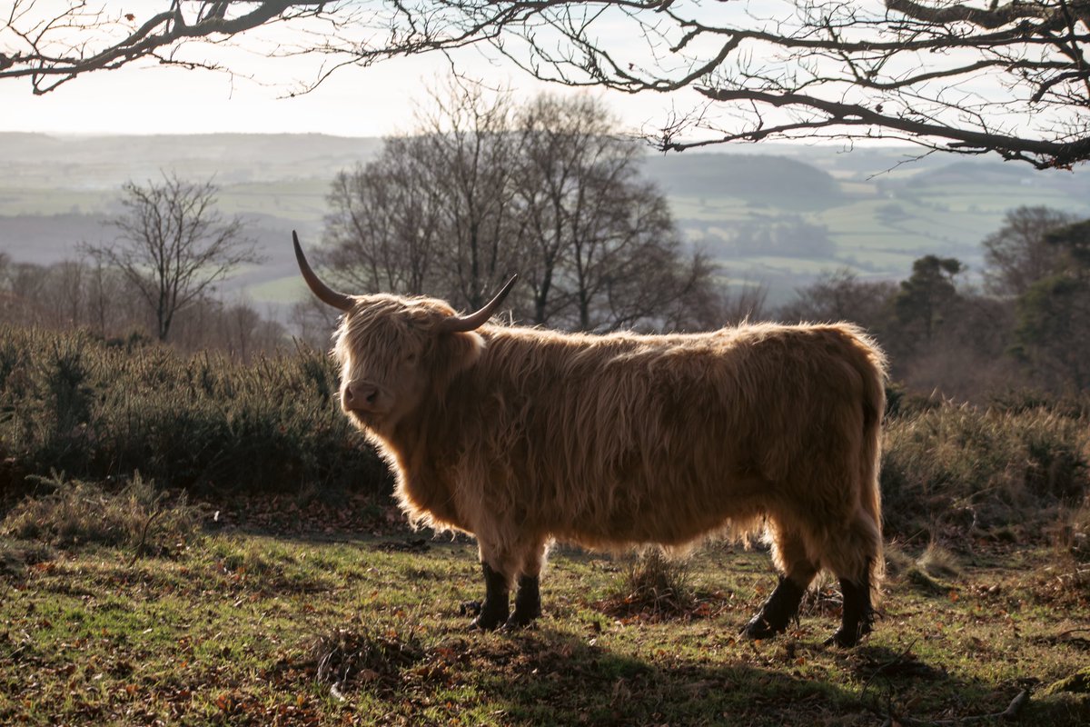 A lovely Sunday spent snapping the cattle on the Quantocks 🌳 #blowingthecobwebsaway #downtime
