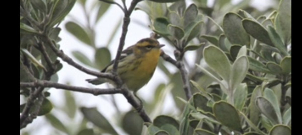 Rob White tweet media