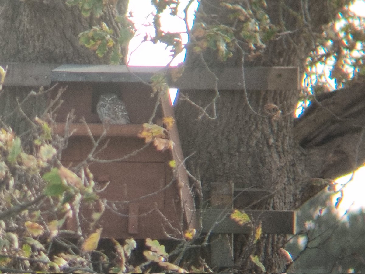 Rob White tweet media