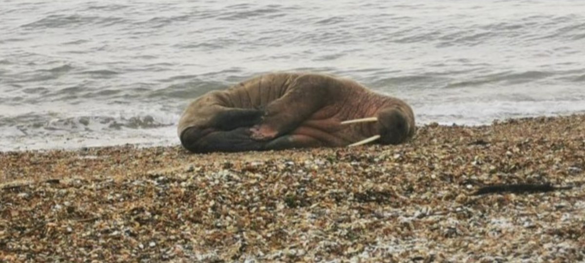 Rob White tweet media