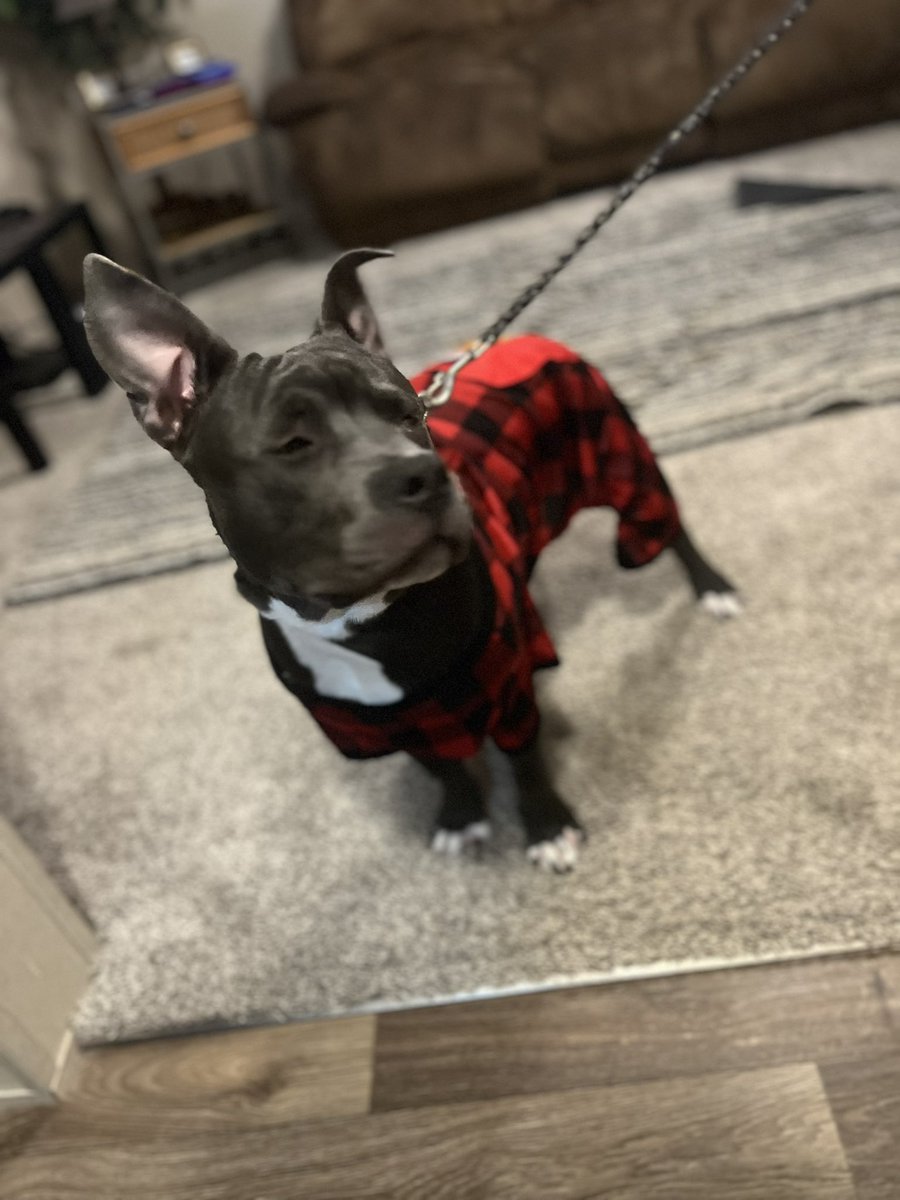 __ashreaves's tweet photo. I lost my dog last night 💔 mane got hit by a car &amp; Ian gone lie that shit broke my heart fr . He helped me wit my anxiety &amp; shi , mfs think he was just a “dog” but that mane was family frfr. Dude was literally my support dog, my baby brother etc. I love you so much 🥺
#LLMigo 💔 https://t.co/2HEmKyiJqY