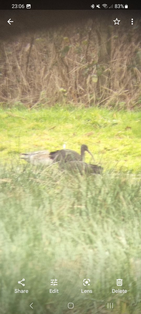 Rob White tweet media