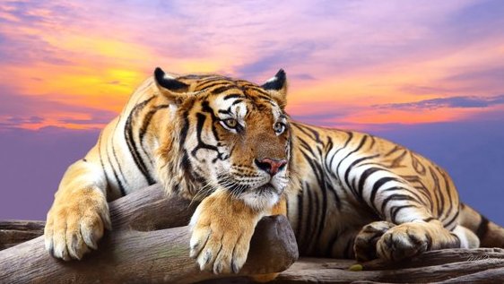 SLARTZONE's tweet photo. 🐾💫💜 https://t.co/eH6yB9g4Rc