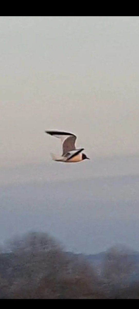 Rob White tweet media