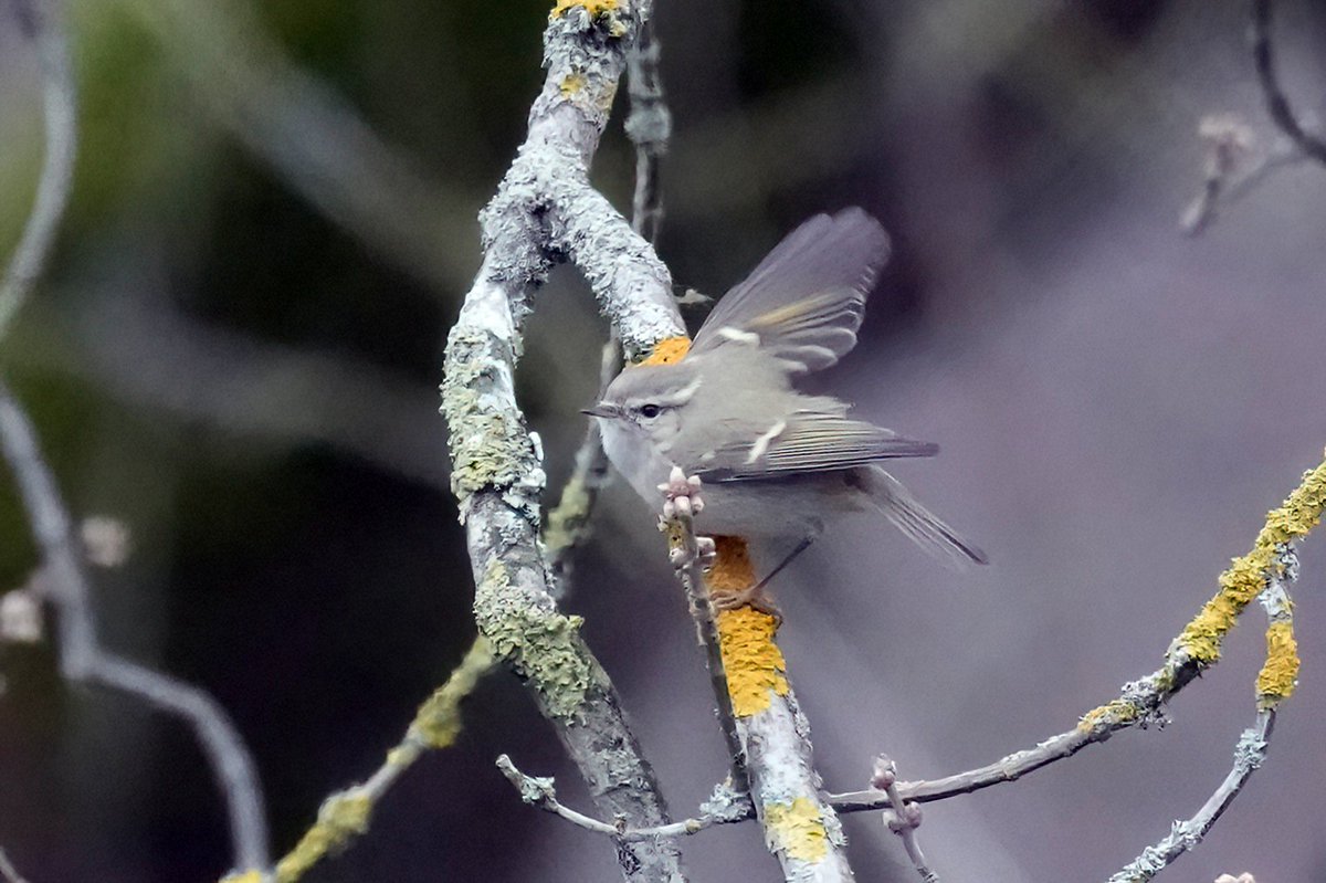 GaryWatton1's tweet photo. Hume's Warbler at the sewage farm near Compton Dando 4th Feb 2023. Much easier to take pictures of than the Brancaster and Eastbourne birds.
#fastmover https://t.co/CJ3HrY2jiq