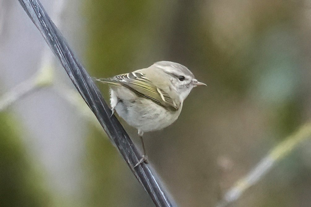 GaryWatton1's tweet photo. Hume's Warbler at the sewage farm near Compton Dando 4th Feb 2023. Much easier to take pictures of than the Brancaster and Eastbourne birds.
#fastmover https://t.co/CJ3HrY2jiq