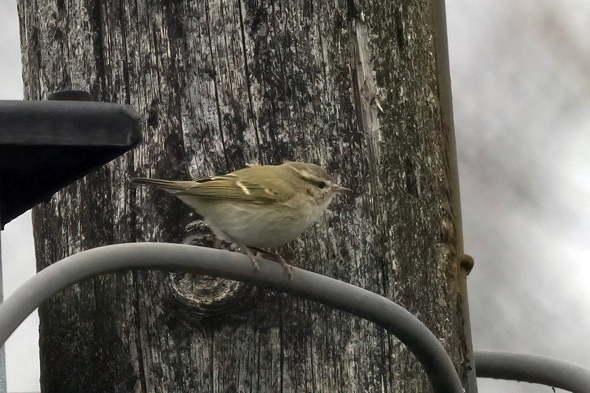GaryWatton1's tweet photo. Hume's Warbler at the sewage farm near Compton Dando 4th Feb 2023. Much easier to take pictures of than the Brancaster and Eastbourne birds.
#fastmover https://t.co/CJ3HrY2jiq