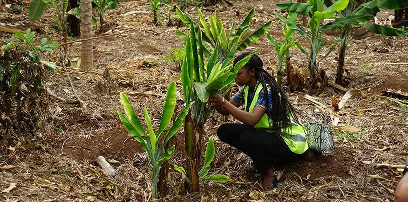 The Tanzanian Plant Health and Pesticide Authority and the Tanzania Agriculture Research Institute in partnership with <a href="/IITA_CGIAR/">IITA</a> are training ministry officials on eradicating Banana Bunchy Top virus in Tanzania.🍌 

Read more ➡️  on.cgiar.org/3ClrSI2 

#OneCGIAR