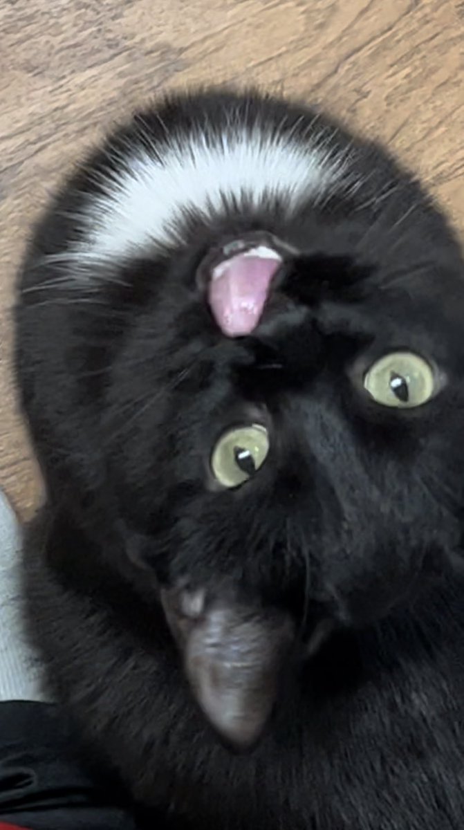 mattthecatdad's tweet photo. More Zelda on twitch tonight after I watch the newest episode of The Last of Us. 

bonus: here is Xeno wanting taco meat https://t.co/pnnwSy7uTq