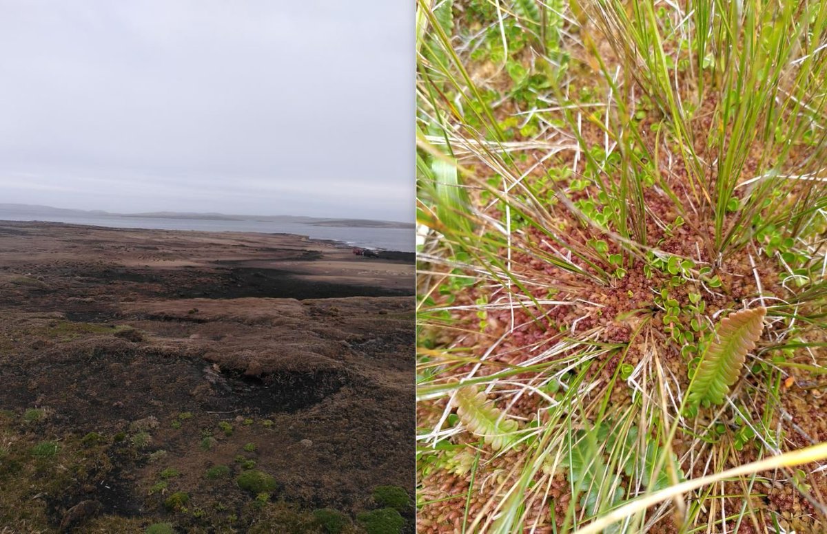 During #WorldWetlandsDay2023 @SueSep5 and myself visited all sorts of Falkland peat, from covered in sphagnum to bare areas at the start of restoration. I also challenged myself to write a piece for @PenguinNewsFI encouraging others to visit peatlands too rb.gy/cu9baq