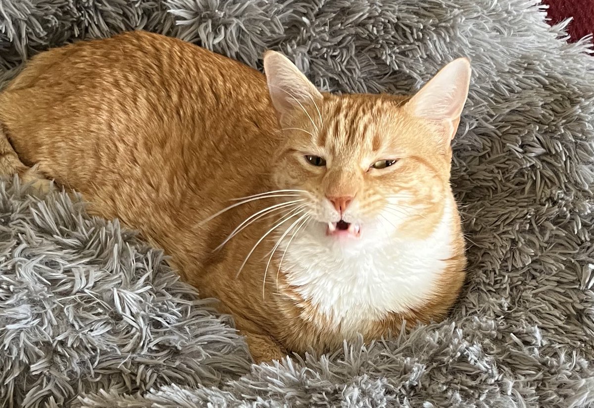 Accidental Electric Meat on Twitter "RT JortsTheCat POV you’re