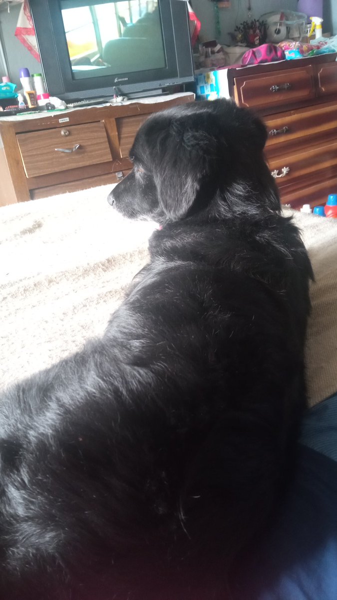 LoryDy's tweet photo. @sinwaifai Los mimados de casa, jamás haré caso a los comentarios que hay que tener los perros afuera. Es tan lindo dormir con ellos 🥰🐶🖤🤍 https://t.co/L9bNpftRGU