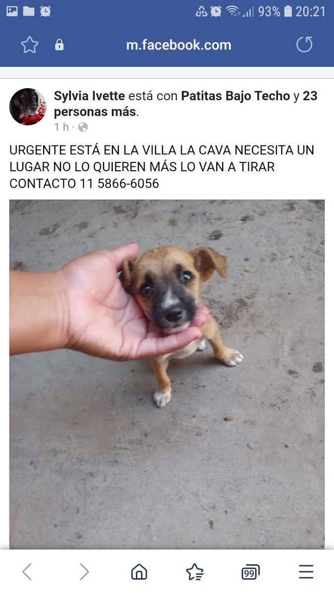 RaquelMait's tweet photo. ¿ Quienpuede adoptar a este cachorrito,? https://t.co/CJZ7s2vBQI