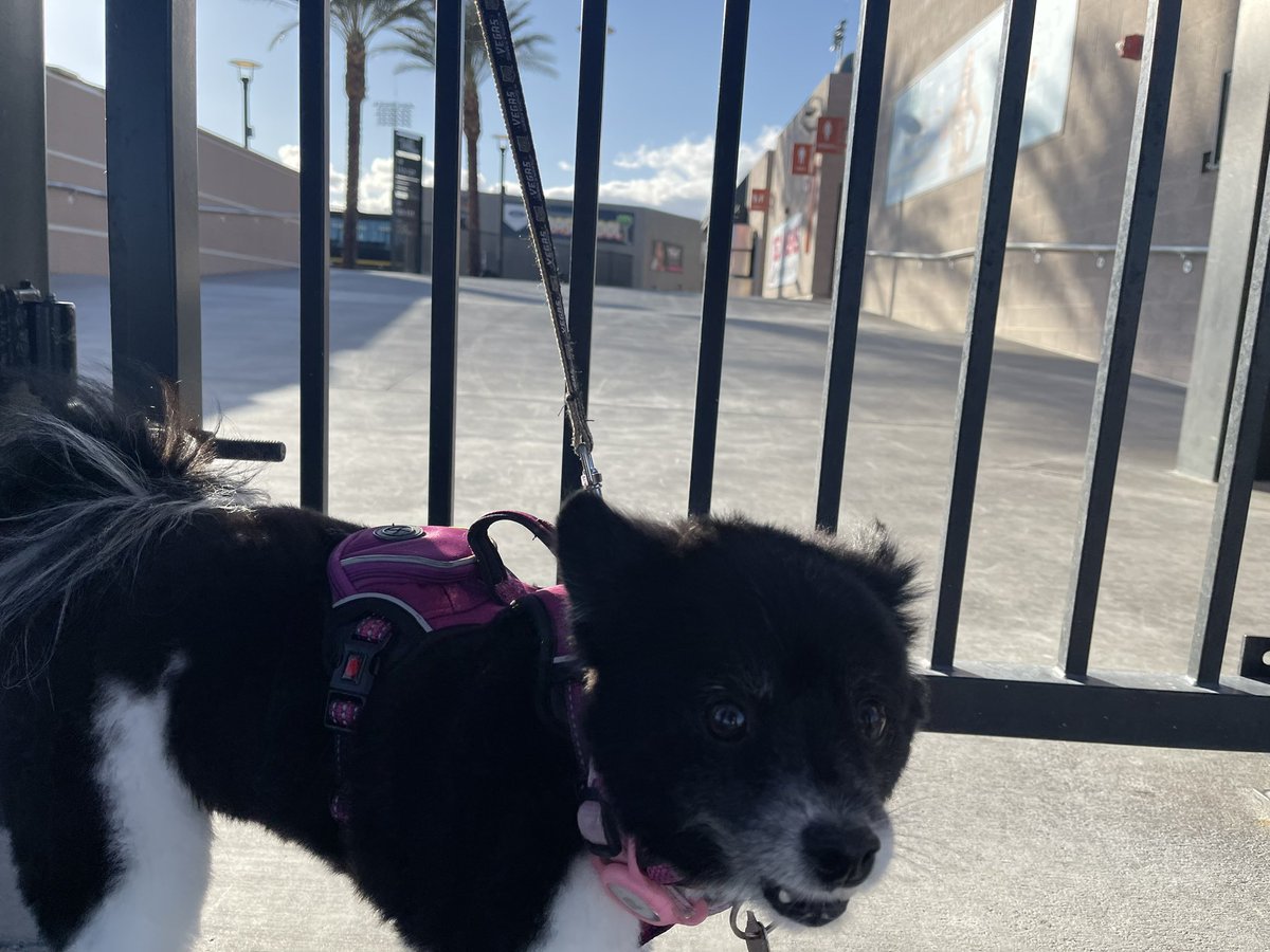VGKPandaPup's tweet photo. Hey @SpruceLV , I stopped by your barn to say “Hi”, but no one is home. 🙁 I even looked inside the gate.  Did you put a good “bark” in for me to be a mascot?

#CantWaitForBaseball
#OpenOpenOpen 
@AviatorsLV 
❤️✈️🐶 https://t.co/CX2UaLtc0N