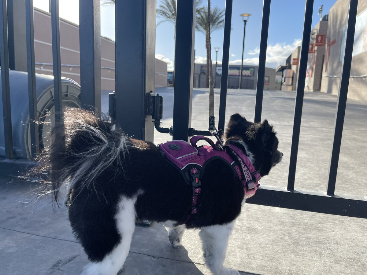 VGKPandaPup's tweet photo. Hey @SpruceLV , I stopped by your barn to say “Hi”, but no one is home. 🙁 I even looked inside the gate.  Did you put a good “bark” in for me to be a mascot?

#CantWaitForBaseball
#OpenOpenOpen 
@AviatorsLV 
❤️✈️🐶 https://t.co/CX2UaLtc0N