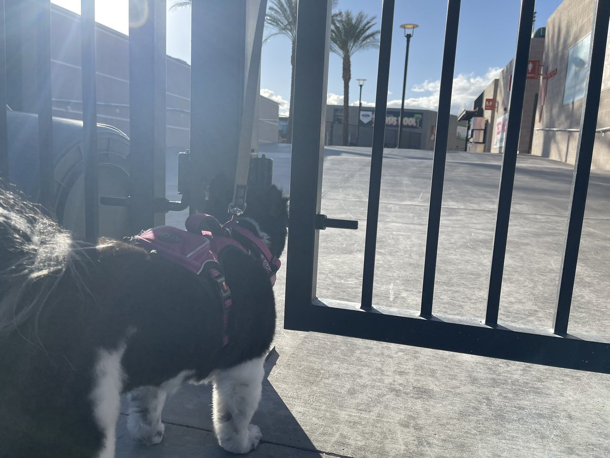 VGKPandaPup's tweet photo. Hey @SpruceLV , I stopped by your barn to say “Hi”, but no one is home. 🙁 I even looked inside the gate.  Did you put a good “bark” in for me to be a mascot?

#CantWaitForBaseball
#OpenOpenOpen 
@AviatorsLV 
❤️✈️🐶 https://t.co/CX2UaLtc0N