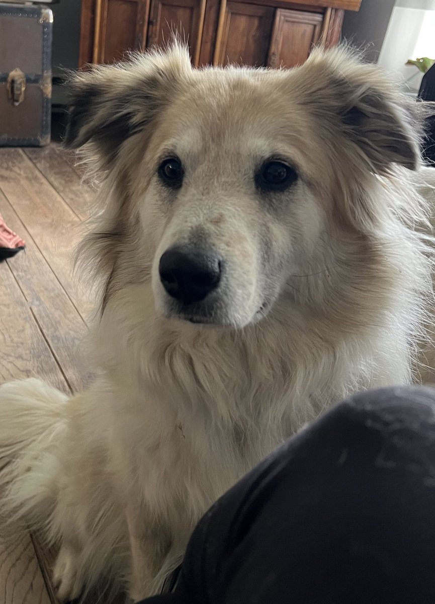 camathyst's tweet photo. @HearthGuilds She is a bit of a dumbass ❤️❤️❤️ her name is Kyrie (short for Valkyrie, its pronounced like key-ree) https://t.co/Axh0kkH5FY