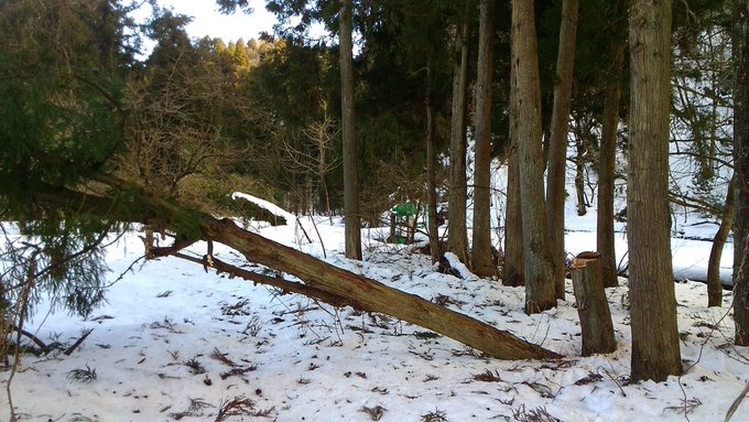 これでした。30センチ弱でしたね、恐怖感が勝ってちょっと盛ってしまった😅💦 