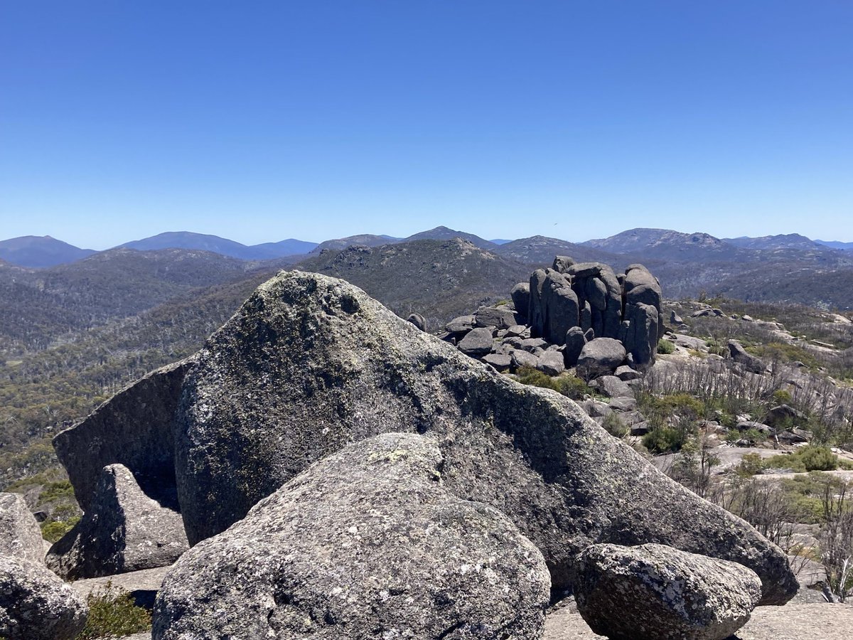 Peter Caley tweet media