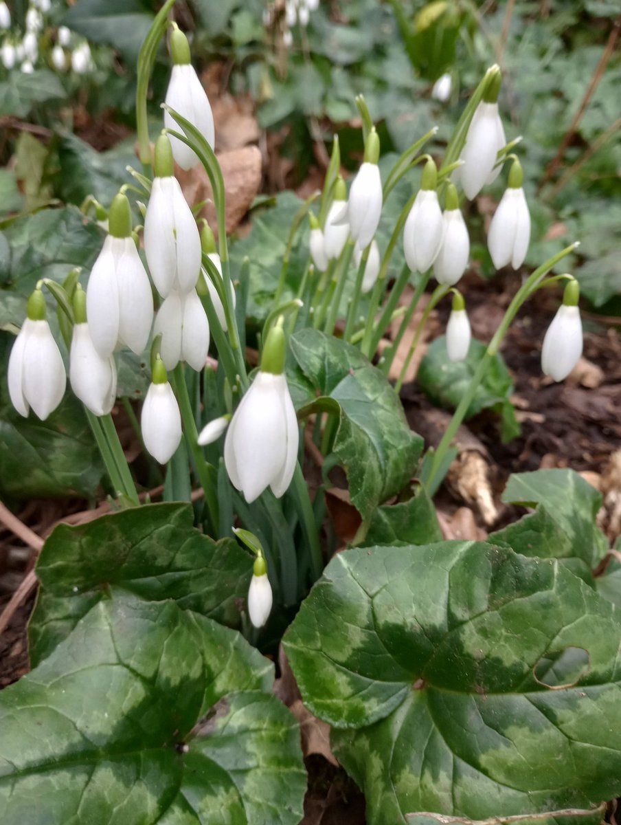 SkrzelaZych's tweet image. Imbolc Blessings 💜 midpoint between Winter Solitice and Spring Equinox, beginning of Spring in Celtic callendar #spring #celticspring #SOMERSET #enjoylife #enjoynature #Snowdrops #walking