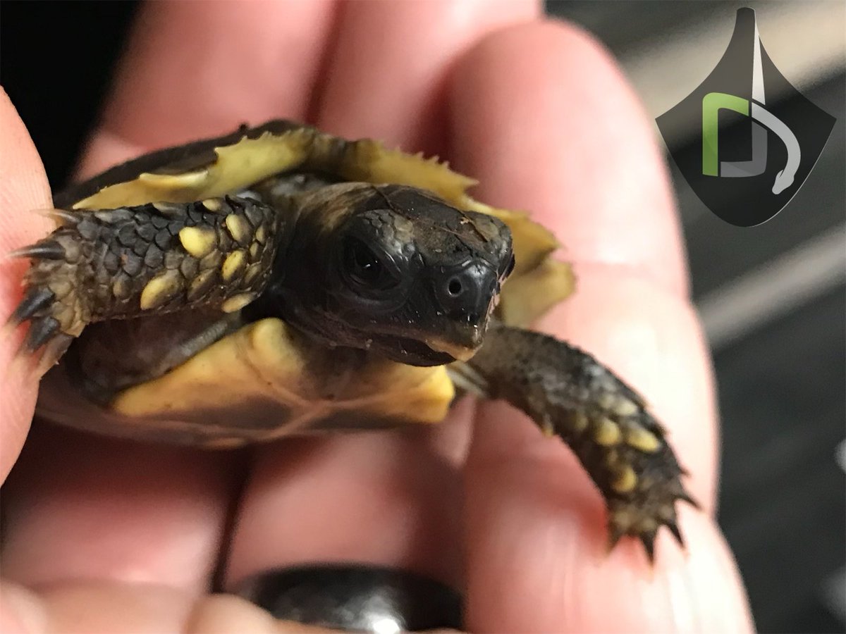 RyanD82's tweet photo. Perhaps my favorite Chelonian, Home’s Hingeback Tortoises have historically been imported for the pet trade in large numbers and with high mortality. I hope to have another successful year breeding this species and finding them homes with dedicated keepers. #tortoise #kinixys https://t.co/FAsKrRaxVx
