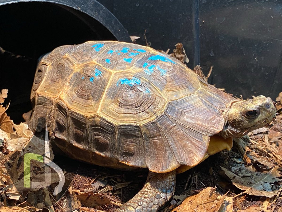 RyanD82's tweet photo. Perhaps my favorite Chelonian, Home’s Hingeback Tortoises have historically been imported for the pet trade in large numbers and with high mortality. I hope to have another successful year breeding this species and finding them homes with dedicated keepers. #tortoise #kinixys https://t.co/FAsKrRaxVx