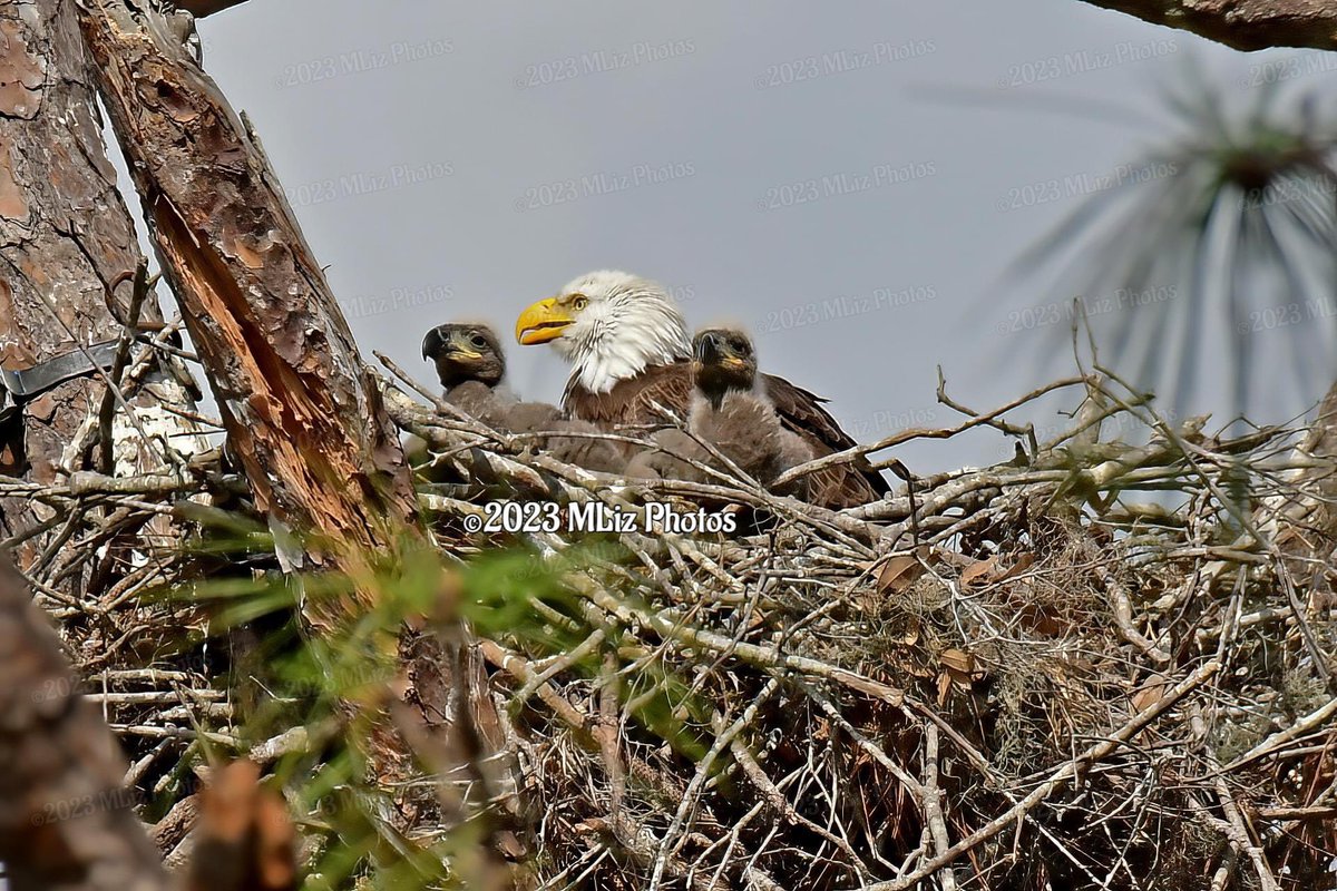 An update on our eagle family. facebook.com/43256866346706… 💔💔💔