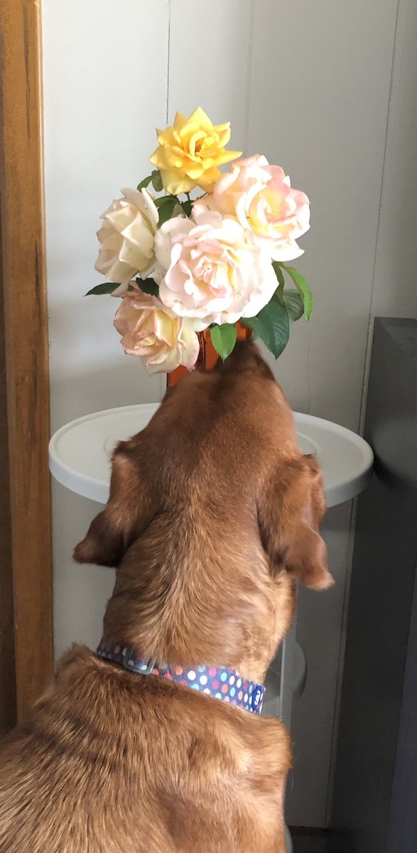 Rubydoobydog's tweet image. Don forget to stop an do a smell of the roses 🌹