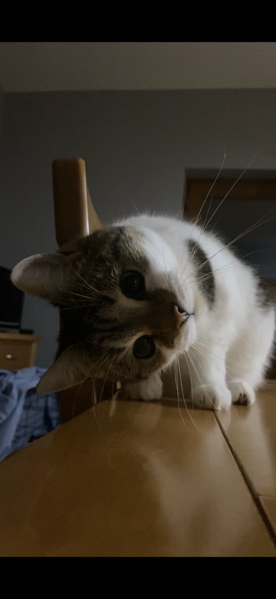 user58812994's tweet photo. @CATBRAINCELL https://t.co/sdvr6JjpWV