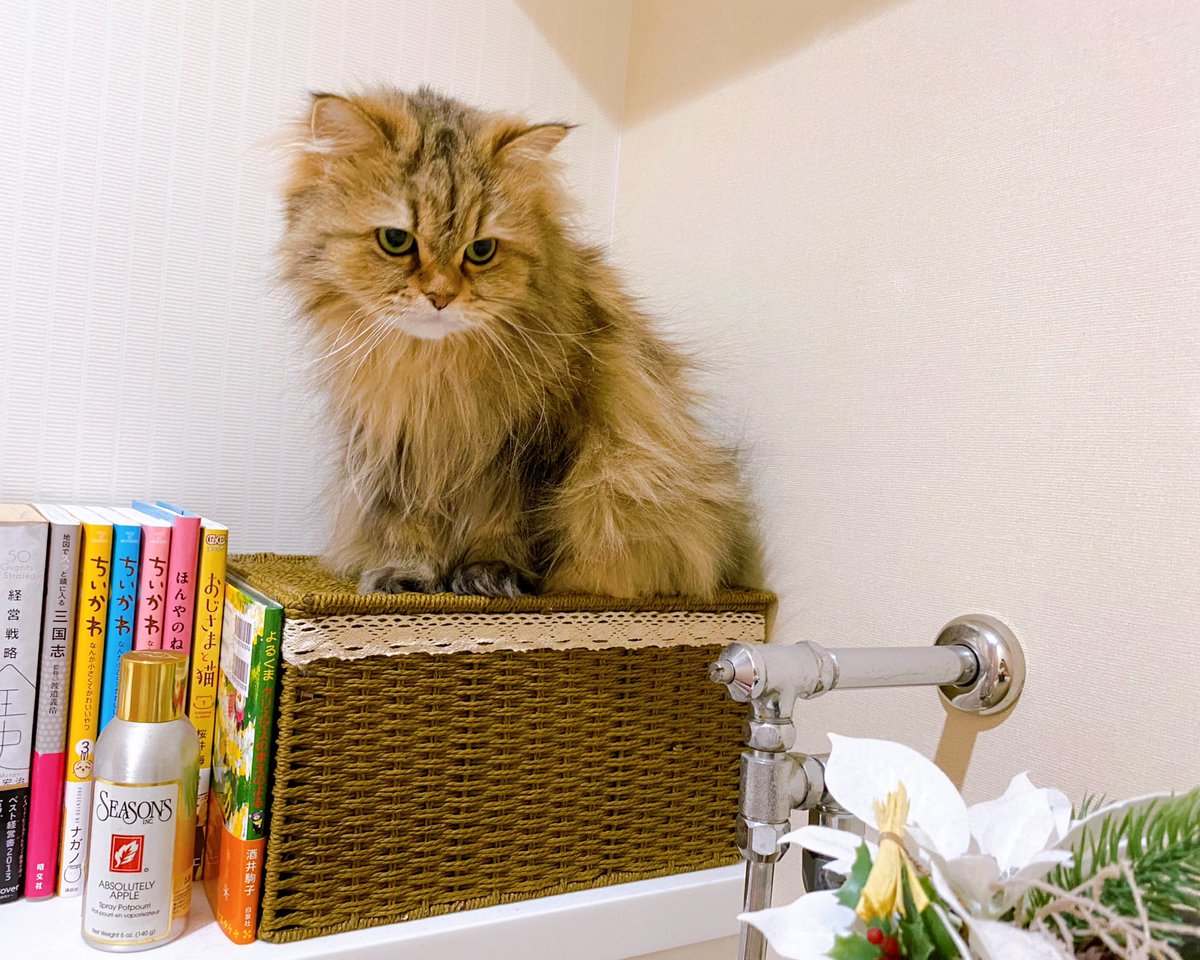 入手能‼️ザ マッドカプセルマーケッツ石垣愛ピック