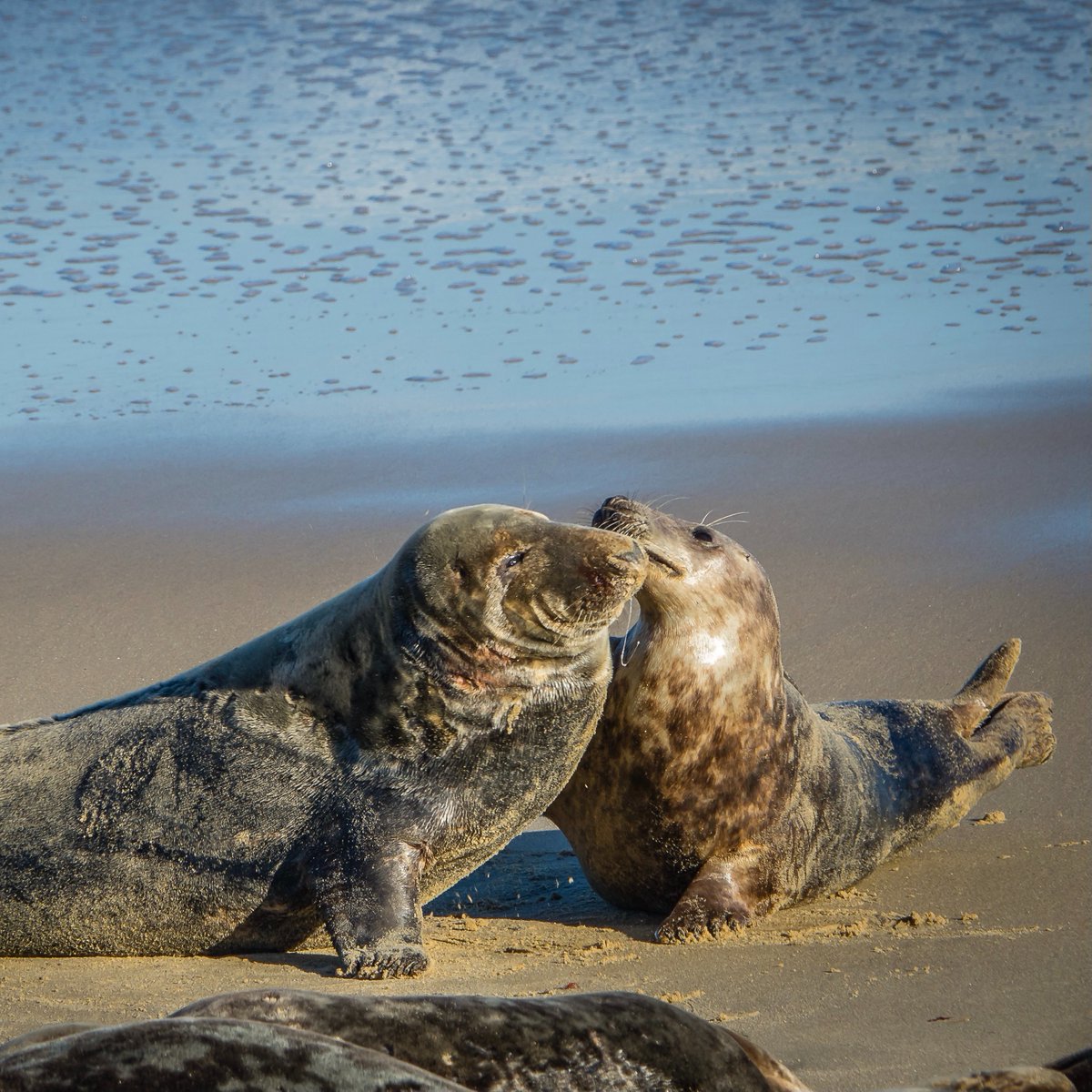 climate_pod's tweet photo. Did you know that grey seals have made an incredible comeback in the UK?
Check out this conservation success story: https://t.co/aRkjENOoIy
Photo credit to James Armes on Unsplash
#greyseals #animals #climatesuccess https://t.co/Nj58r06Z7D