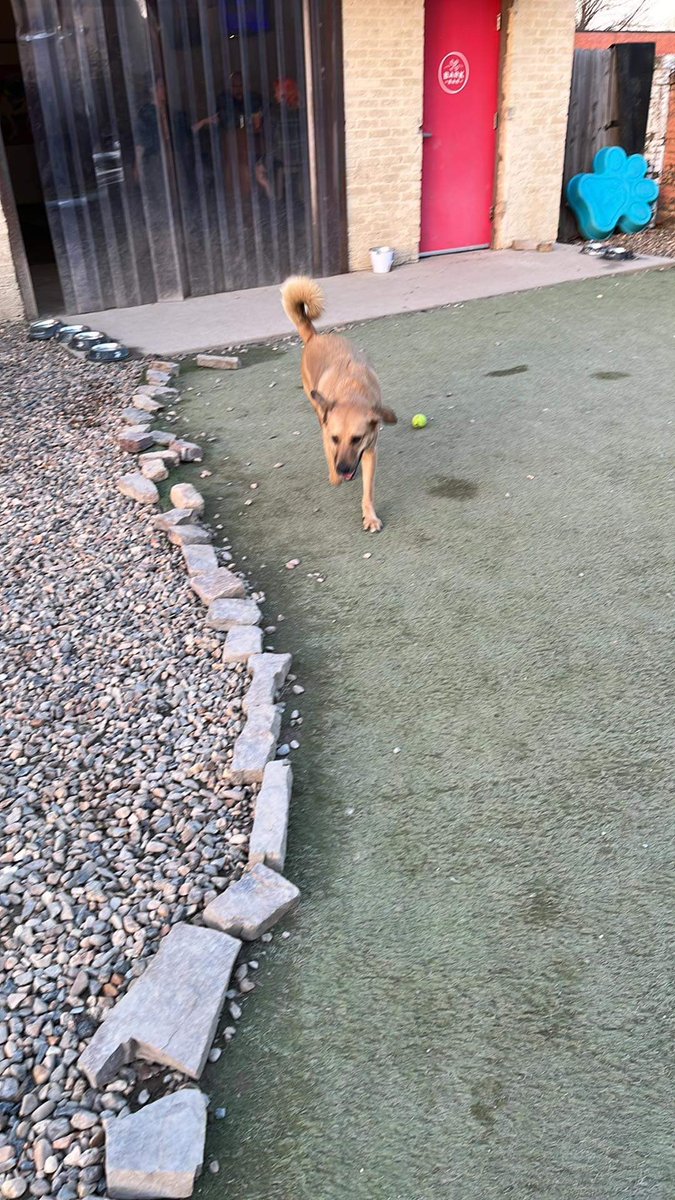 Decided to treat myself to see the Aladdin broadway show at the <a href="/RobinsonCenter/">Robinson Center</a> And of course I had to also treat the dogs and take them to Bark Bar! #SundayFunday #dogsoftwitter