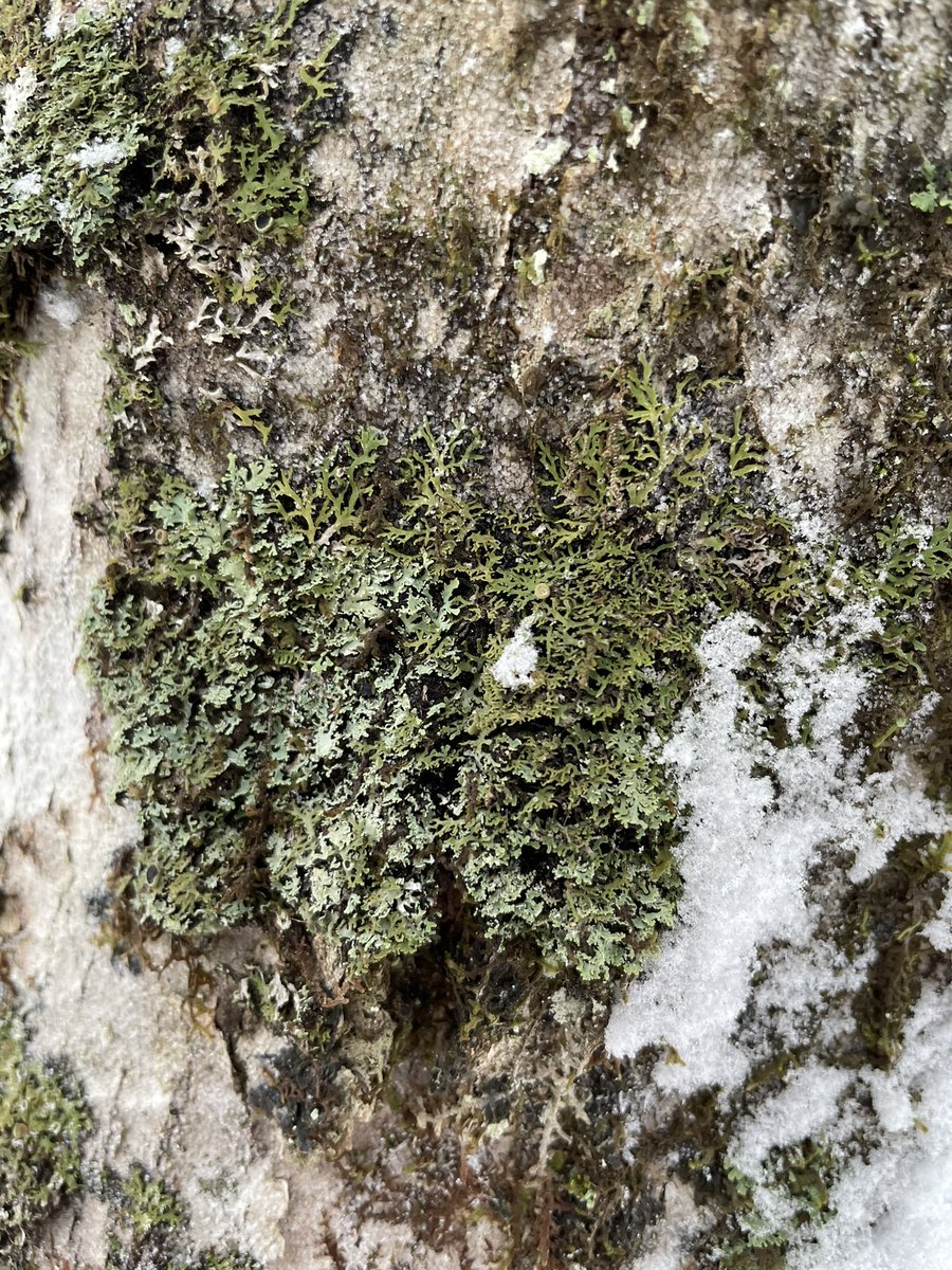 jonathan_riley's tweet photo. Scaly Fringe lichen, newly listed as threatened, has scaly little lobe ends (squamules) while its close cousin Neglected Fringe has grainy clumps (soralia). You usually need hand lens to be sure. Today I found Scaly with Shaggy Fringe Lichen (darker). #lichen #speciesatrisk https://t.co/v0qT1w8maD