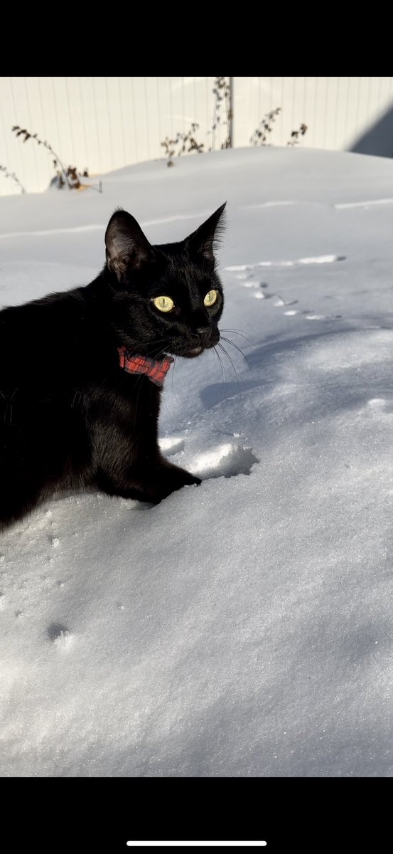 Katherine L.D. Running tweet media