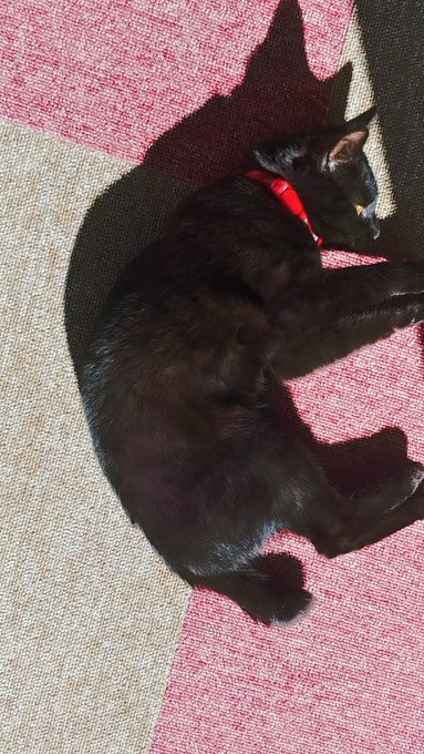 おはようございます(*' ꒳ `*)
天気よくてもまだまだ寒い
病み上がりなのでまた体調を崩さないように気を引き締めないと(*ᵕᴗᵕ)ウンウン

お迎え54日目のココちゃん
脱走防止の柵のおかげで日当たりの良い廊下に出れて日向ぼっこを満喫してましたฅ^•ω•^ฅニャー 