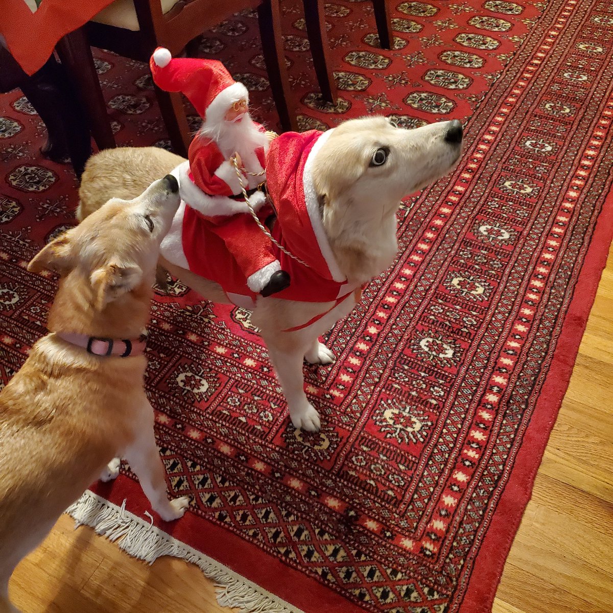 Taffinator69's tweet photo. @PaulStanleyLive Happy New Year Paul. My fur babies Astrid &amp; Kai https://t.co/7Qe7HTYmFf