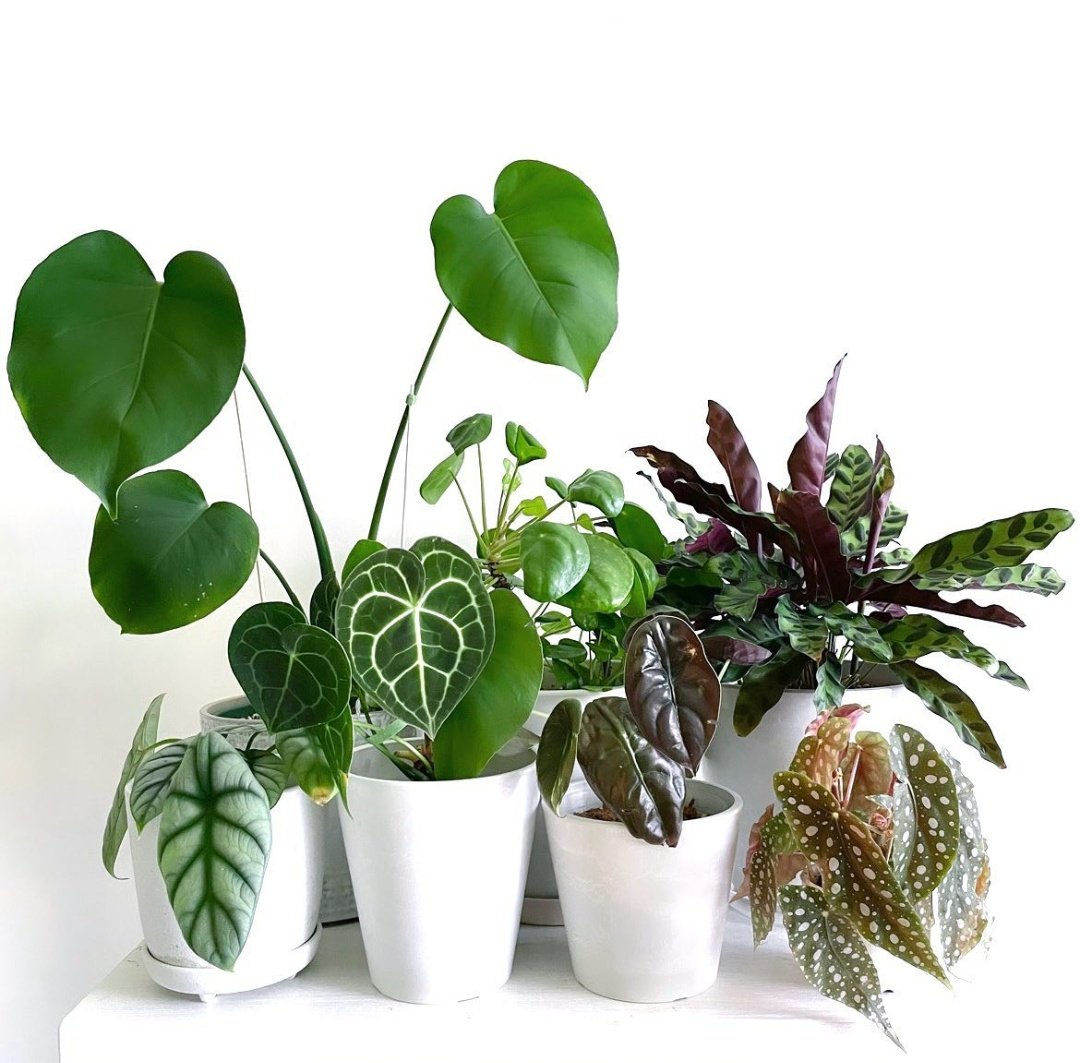 Houseplant Hobbyist On Twitter Plants Make Me Happy рџњї