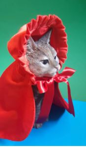 CatFoodBreath's tweet photo. Who wore it better?  #GRAMMYs  #fashion #redcarpet https://t.co/5GRTgvH2r4