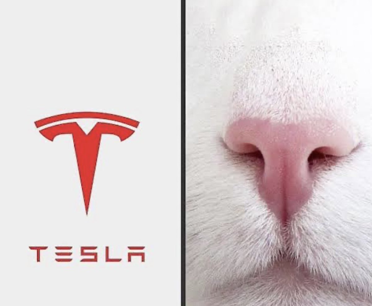 Trader4lyf's tweet photo. Actually the $TSLA logo was based on a cat! Yup, a cat’s nose 

There I said it

#catecoin 
#onigi #onigiriArmy 
#TapArmy 
#100xGems 
#memecoins https://t.co/sqqIDhSbgJ