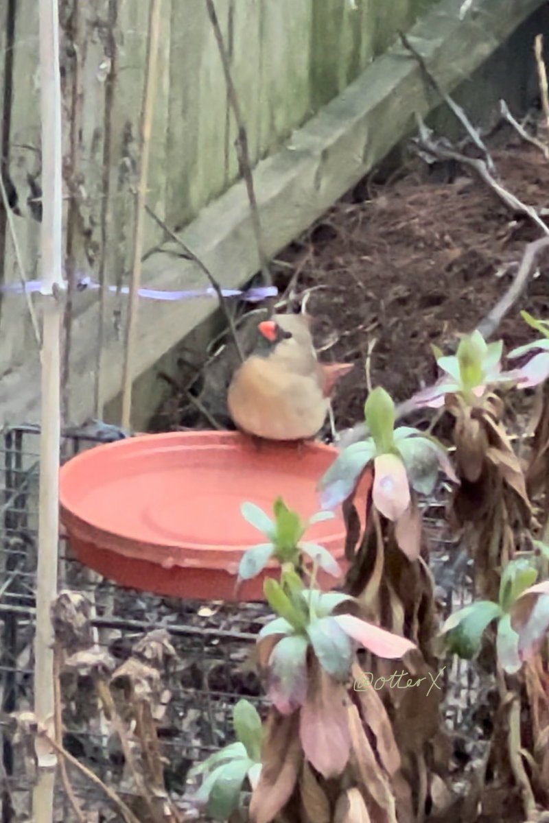 otterX's tweet photo. Yesterday evening, right after I added the last rounds of hot water to the rapidly freezing birdbaths, #MsCardinal came to drink! 🧡🕊️ https://t.co/2A13Jgf64h