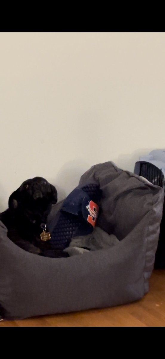 NYaRielle's tweet photo. Couldn’t have had a more guilty look if she tried https://t.co/RE49Yx2wVq