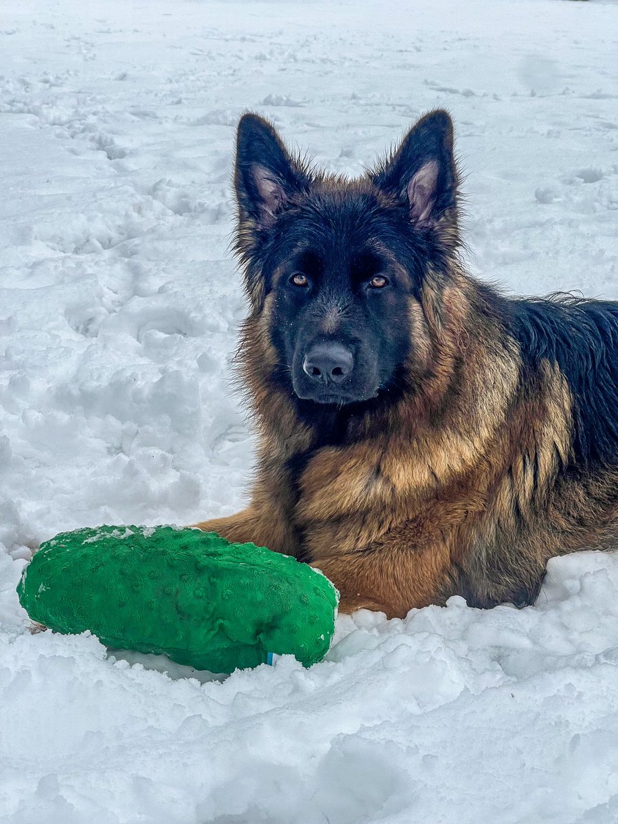 LayceeMoss's tweet image. I hate the snow, but he’ll never let me escape it.