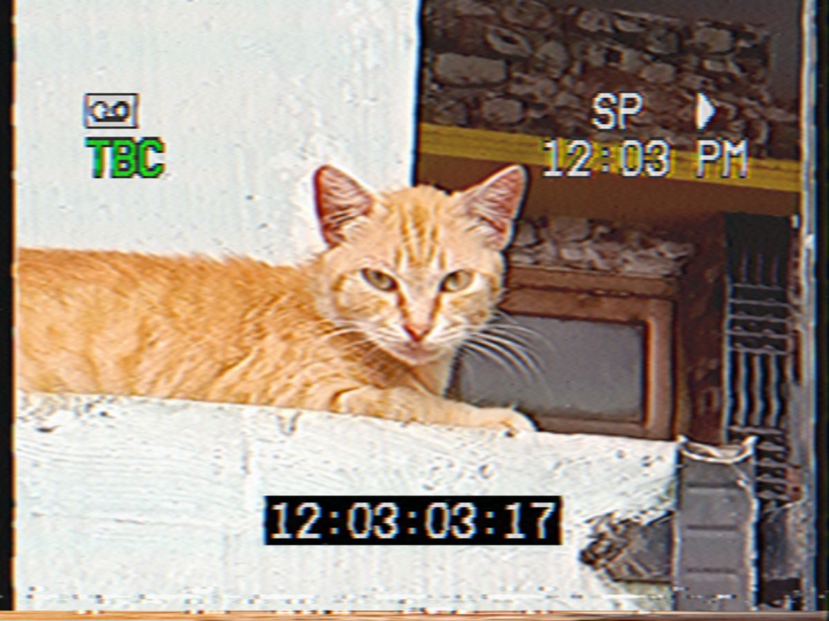die_96er's tweet photo. some sort of random cat photos #rarevision #VHS #cats #ISTP https://t.co/GWXHkyaoBI