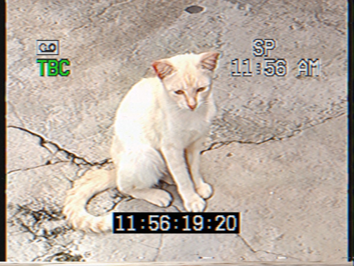 die_96er's tweet photo. some sort of random cat photos #rarevision #VHS #cats #ISTP https://t.co/GWXHkyaoBI