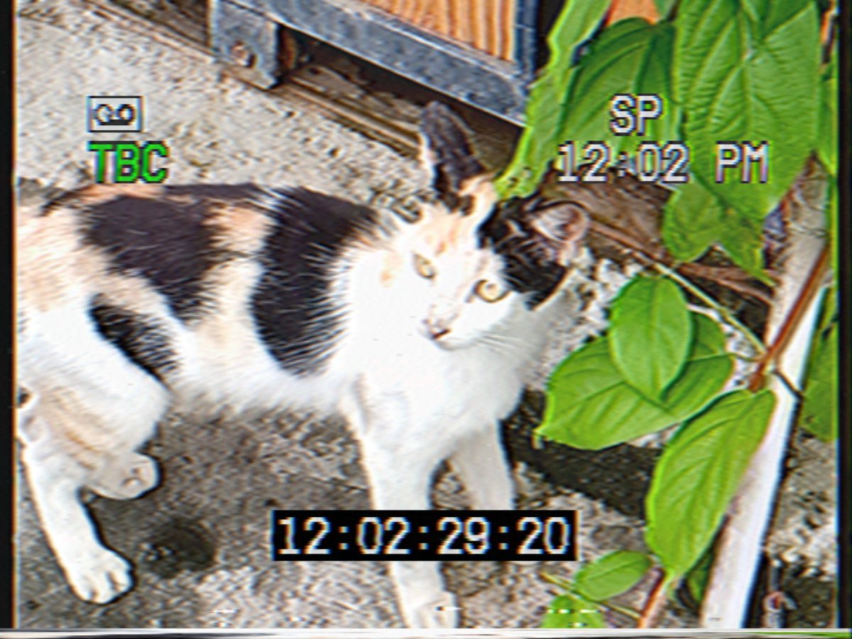 die_96er's tweet photo. some sort of random cat photos #rarevision #VHS #cats #ISTP https://t.co/GWXHkyaoBI