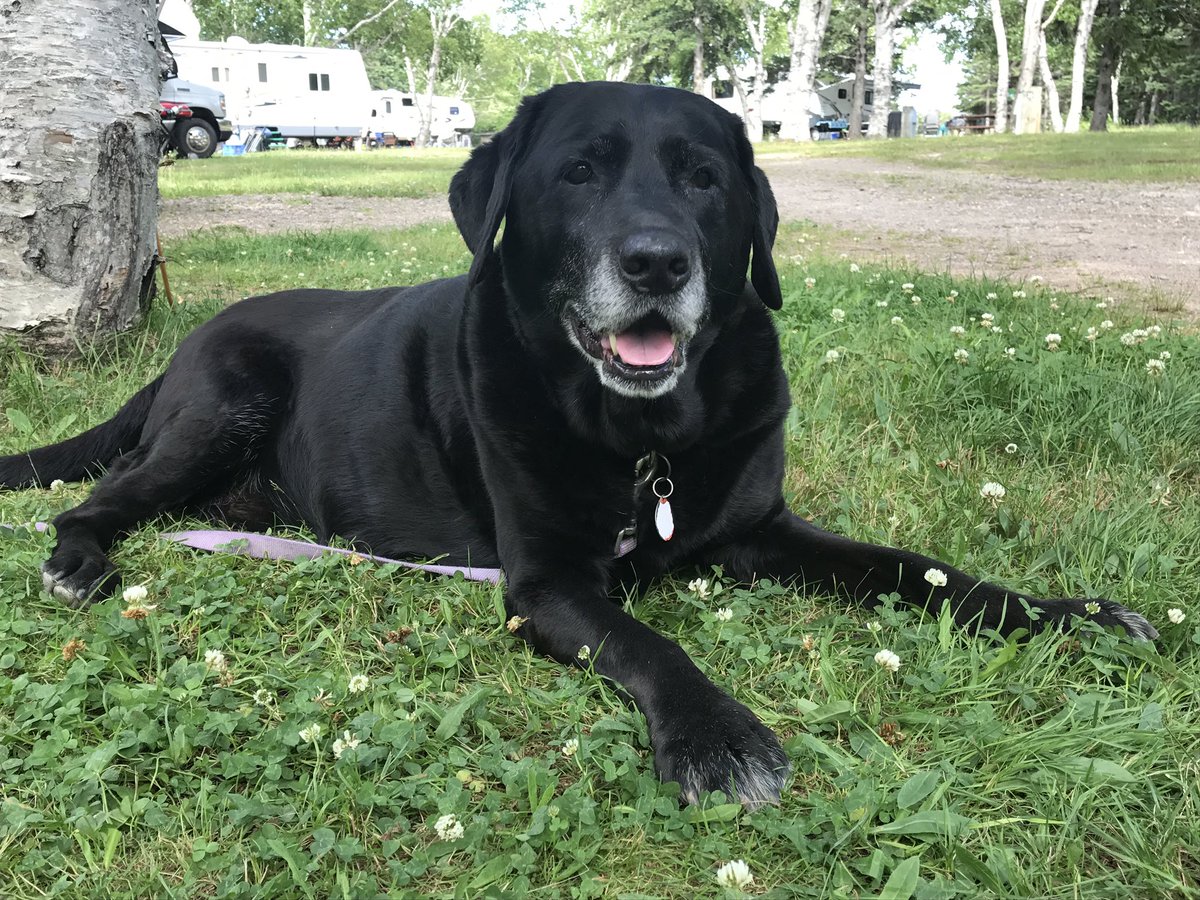 nicole2002177's tweet photo. @bunsenbernerbmd Bailey for Ba 😇🐾 https://t.co/2z2KijWIlK