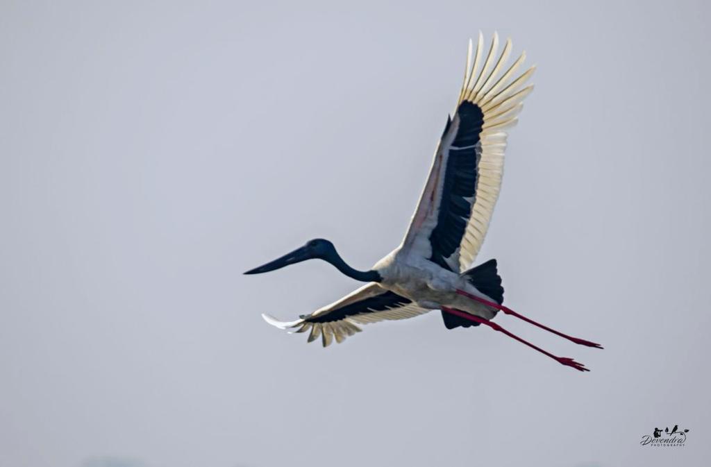 Black Necked Stork in flight on Big Bird Day.........
#IndiAves #natgeoindia #natgeotravel #bbcearth #birding #birdflight #storks #delhibirds #birdphotography #birdphotographers_of_india #canon_official #devendranaturephotography #dhanauri #birdwatching