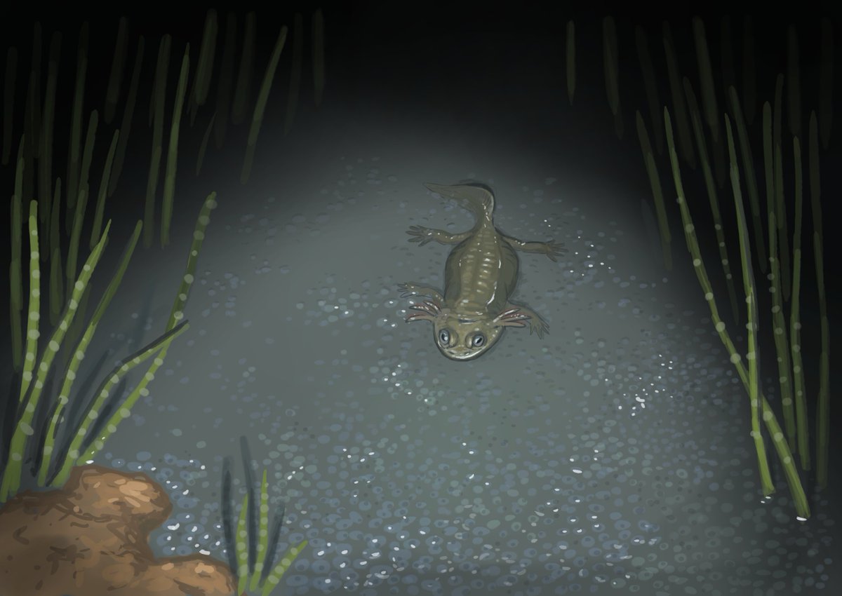 JoschuaKnuppe's tweet image. Results from the #paleostream 
Apateon, Effigia, Dinogorgon and Syllomus (biting a Megalochelys that swims through)