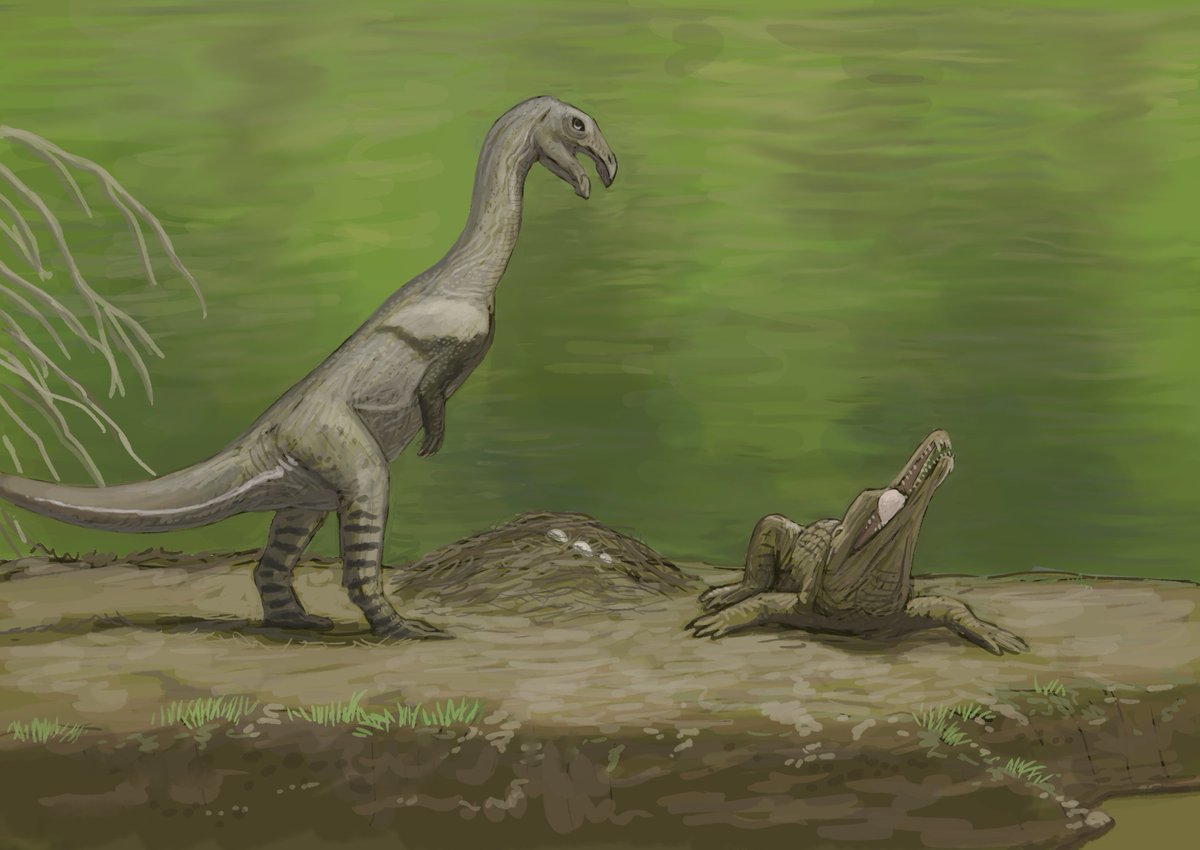 JoschuaKnuppe's tweet image. Results from the #paleostream 
Apateon, Effigia, Dinogorgon and Syllomus (biting a Megalochelys that swims through)