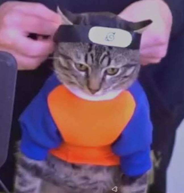 Doaoutofcontext's tweet photo. Viveu como rei partiu como lenda, deixará saudades gato maconheiro https://t.co/FfwVY3YsSp